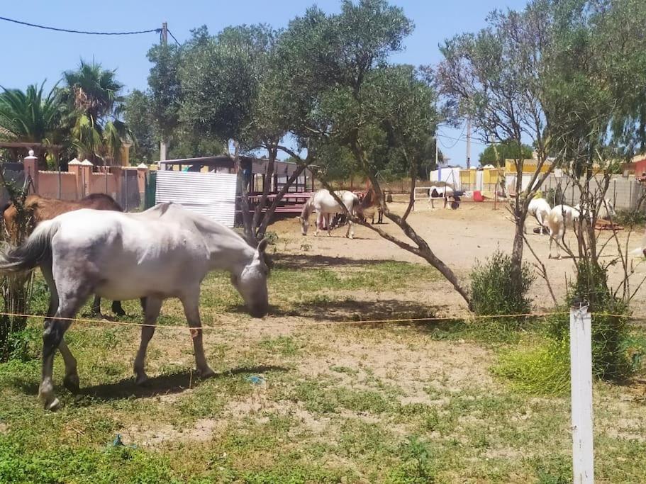 Apartmán Granja America Chiclana de la Frontera Exteriér fotografie